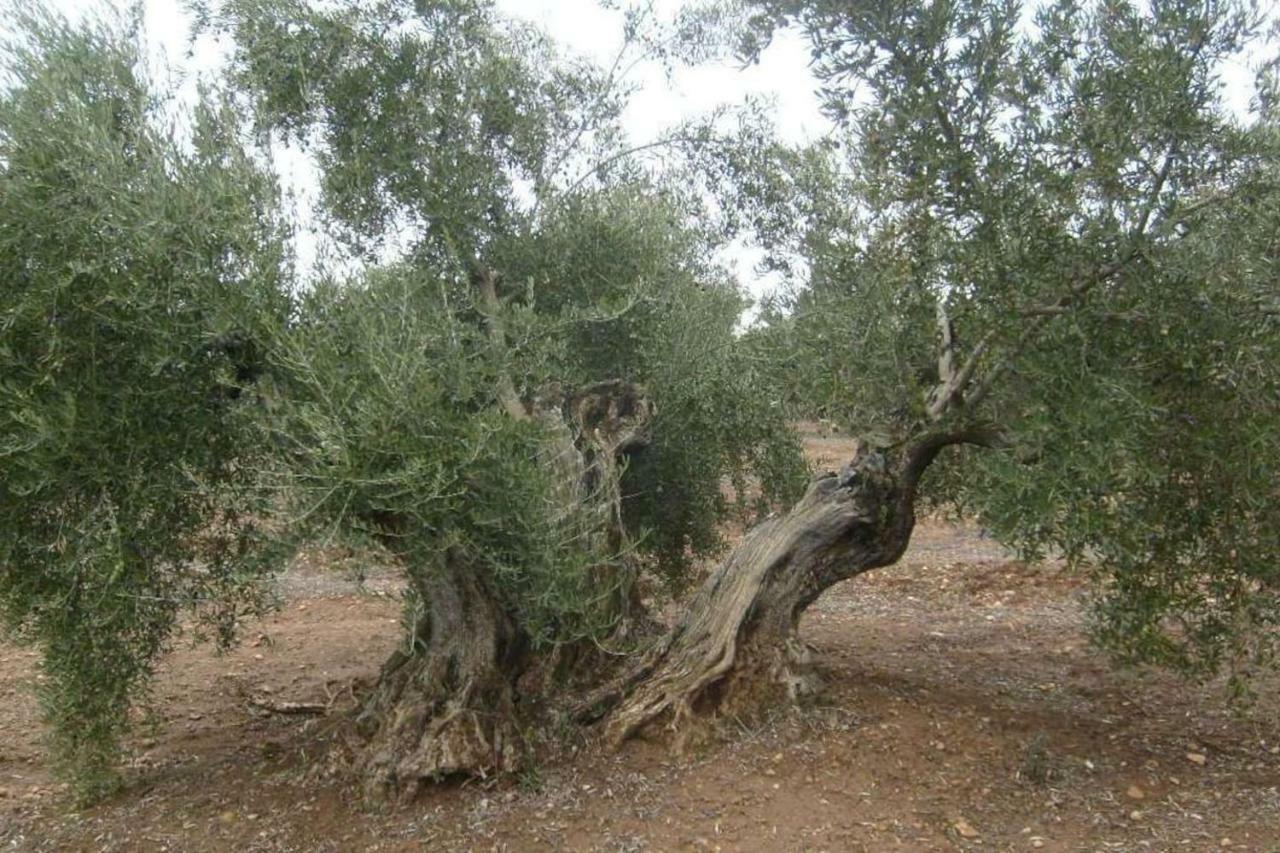 Cortijo El Derramadero Villa Villacarrillo Eksteriør billede